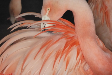 Flamingo Diary is back!